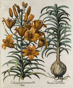 Lilium purpureum mauis Do danei e Scapus cum bulbo inciso dalla scuola tedesca, 1713